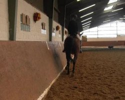 dressage horse Golden Gambit (Hanoverian, 2000, from Golden Deister)