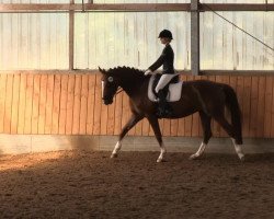 dressage horse Delicia K (Westphalian, 2005, from Del Rio)