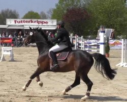 jumper El Camino (Hanoverian, 2006, from Escudo I)