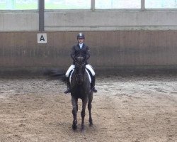 dressage horse Daddy Cool 26 (Hanoverian, 2002, from Don Vino)