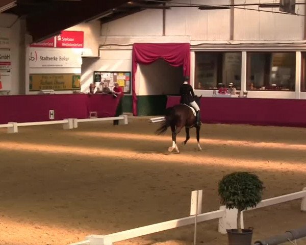 dressage horse Donna Castilia (Oldenburg, 2003, from Don Rubin 3)