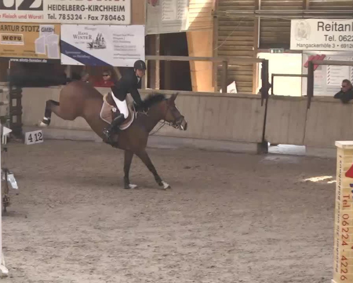 Springpferd Queeny Bless 2 (Rheinländer, 2006, von Quidam's Rubin)