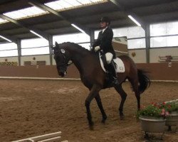 dressage horse Kensington 10 (Trakehner, 2004, from Lauries Crusador xx)