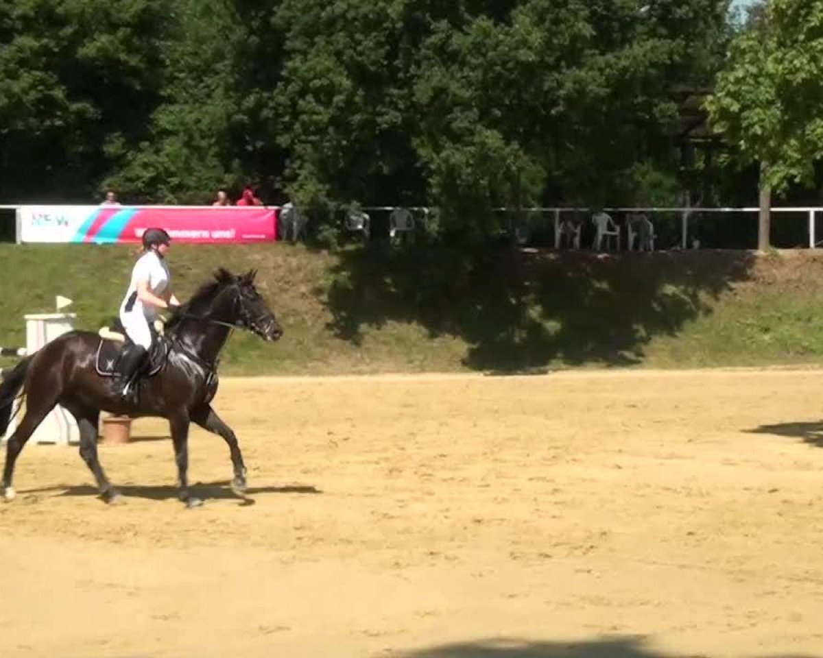 broodmare Delphi 47 (Hanoverian, 2005, from Dauphin)
