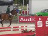 Springpferd Cascadeur 89 (Ungarisches Warmblut, 2006, von Castor)