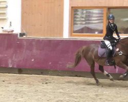 jumper Samantha 106 (German Riding Pony, 1999)