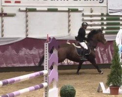 jumper Resultat II (German Warmblood, 2003, from Romantiko)