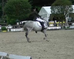 dressage horse A La Carte D (German Riding Pony, 2005, from Amarillys Sensation D)