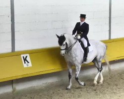 dressage horse Royal Ulan (Oldenburg, 1999, from Royal Diamond)