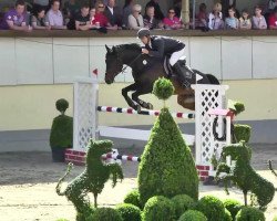 jumper Castro Coeur (Hanoverian, 2003, from Conteur)