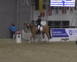 dressage horse Wallaby K (Hanoverian, 1998, from Weltart)