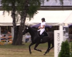 jumper Gyrano G (Hanoverian, 2003, from Graf Grannus)