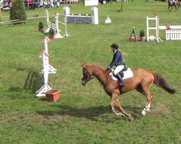 horse Picara (Westphalian, 2003, from Pik Labionics)