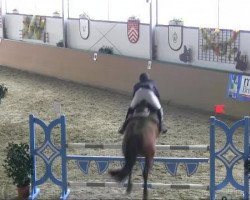 jumper Maxwell M (Hanoverian, 2001, from Metternich)