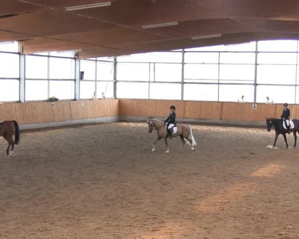 stallion No Limit (German Riding Pony, 2003, from Nantano)