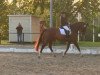 dressage horse Follow Me 39 (Oldenburg, 2004, from Florencio I)