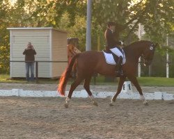 dressage horse Follow Me 39 (Oldenburg, 2004, from Florencio I)