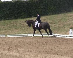 dressage horse Frisco 161 (Hanoverian, 2002, from Fürst Heinrich)