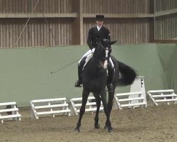 dressage horse Sedona 5 (Hanoverian, 2005, from Sir Donnerhall I)