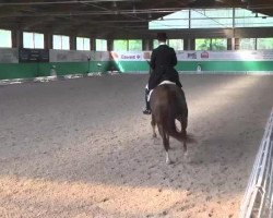 dressage horse Berlusconi 3 (Hanoverian, 2005, from Brentano II)