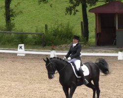 dressage horse Sag niemals nie 2 (Württemberger, 2006, from Sandro Hit)