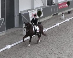 dressage horse Darius 471 (Rhinelander, 2000, from Don Bedo I)