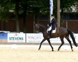 dressage horse Sandrina (Hannoveraner, 2002, from Sandro Hit)