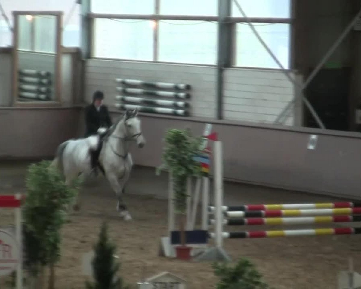 Zuchtstute Gise (Hannoveraner, 2005, von Graf Top)