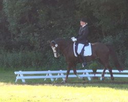 dressage horse Park's Dancer (German Riding Pony, 1999, from Park's Talent 37 NF)