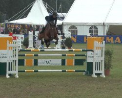 jumper Arco 166 (Danish Warmblood, 2005, from Bogegardens Apollo)