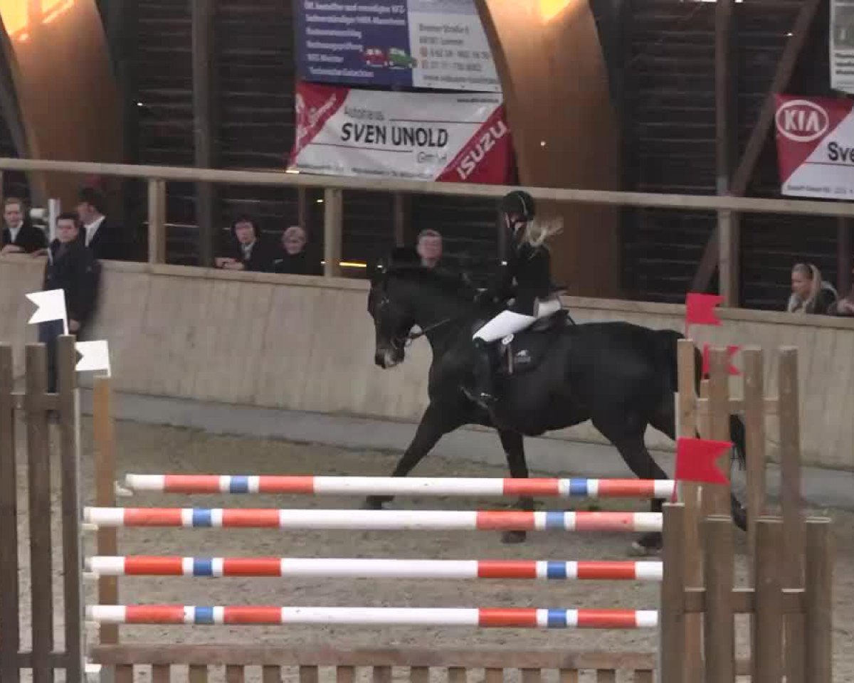 Springpferd Flying Dream 18 (Westfale, 2002, von Ferragamo)