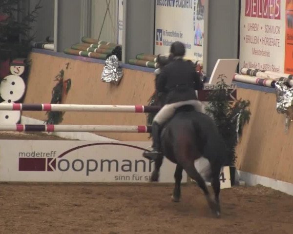 jumper Amiro 38 (Oldenburg, 2000, from Attention)