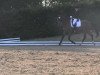 dressage horse Ebay (Westphalian, 2005, from Ehrentusch)