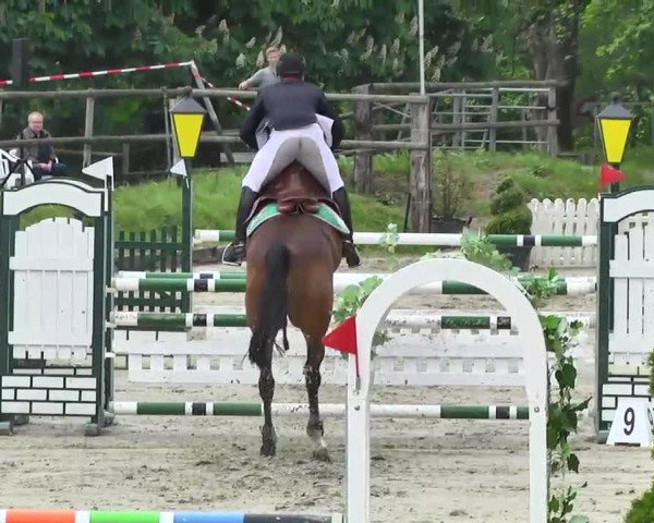 Springpferd Happy Boy (Rheinländer, 1999, von Happy Wind D'Hof Ten Bos)