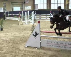 jumper Fit for Fight BK (Oldenburg show jumper, 2004, from Fighting Alpha)