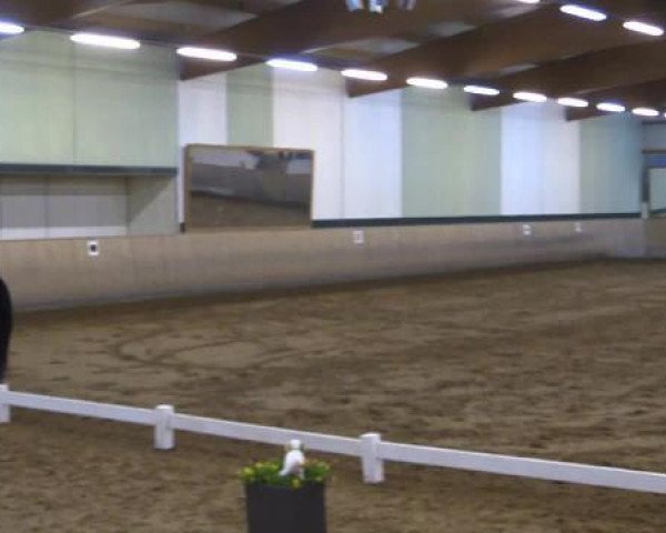 dressage horse Diamond's Ehren (Rhinelander, 2007, from Diamond Hit)