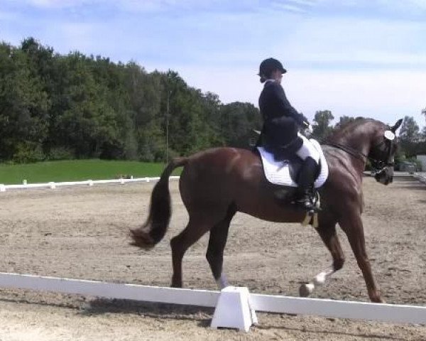 dressage horse Apidou (Rhinelander, 2001, from Abanos)