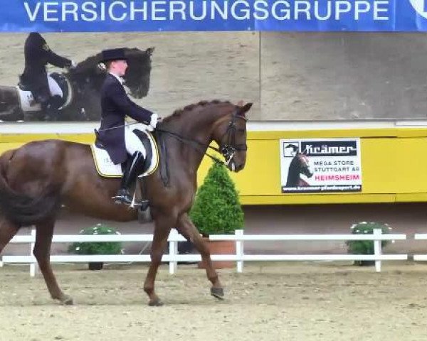 dressage horse Rubina 303 (Hanoverian, 2003, from Rubin Royal OLD)