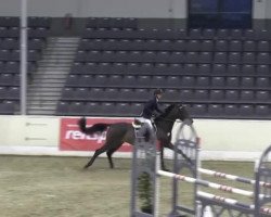 jumper Cleo 114 (Hanoverian, 2002, from Cheenook)