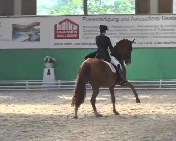 dressage horse Well Done 3 (Hanoverian, 2003, from Weltmeyer)