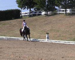 dressage horse Domino 554 (Westphalian, 1997, from Damenstolz)