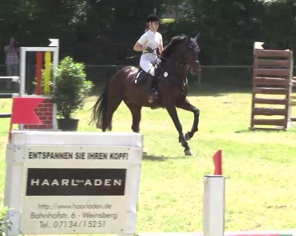 jumper Cassidy 32 (Oldenburg, 2004, from Carry Gold)