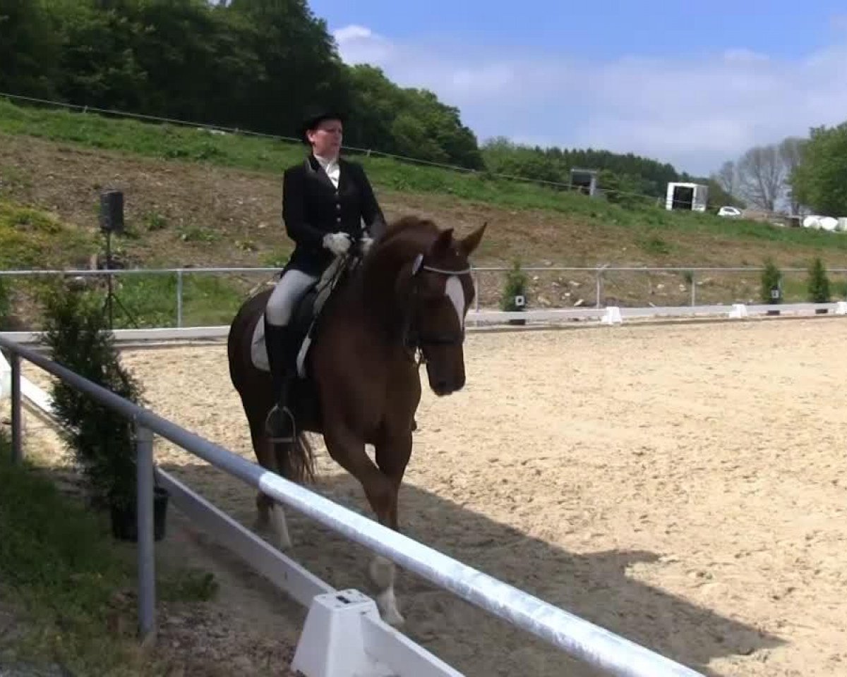 dressage horse Scarpati (Hanoverian, 2006, from Sir Donnerhall I)