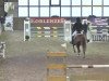 broodmare Christa 18 (Oldenburg show jumper, 2002, from Couleur Rubin)