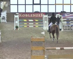 broodmare Christa 18 (Oldenburg show jumper, 2002, from Couleur Rubin)