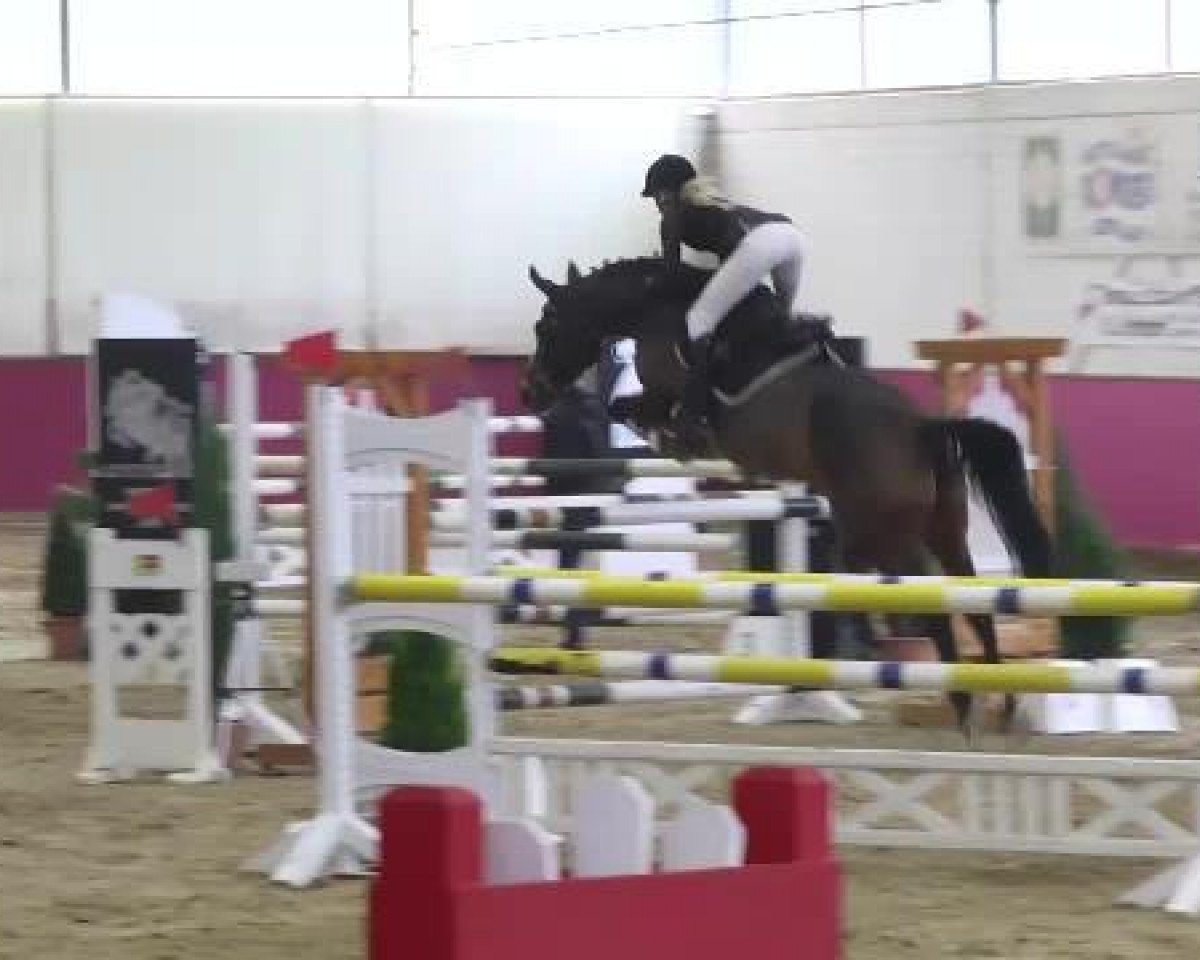 Springpferd Friendly Fire (Rheinländer, 2003, von Ferragamo)