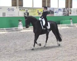 dressage horse Duke Ellington 7 (Oldenburg, 2001, from De Niro)