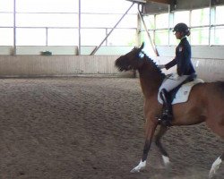 dressage horse Ashanty 27 (Holsteiner, 2006, from Aljano)