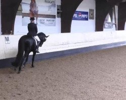 dressage horse Mikado (Württemberger, 1997, from Matcho Son)