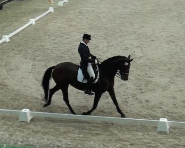 broodmare Lauredana SL (Hanoverian, 2005, from Lauries Crusador xx)